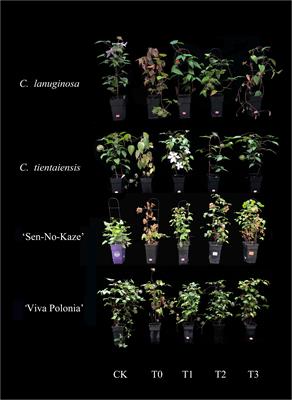 The effect of exogenous melatonin on waterlogging stress in Clematis
